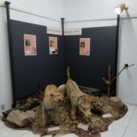 Exposição "Conhecer para Proteger: Carnívoros Silvestres do Rio Grande do Sul"