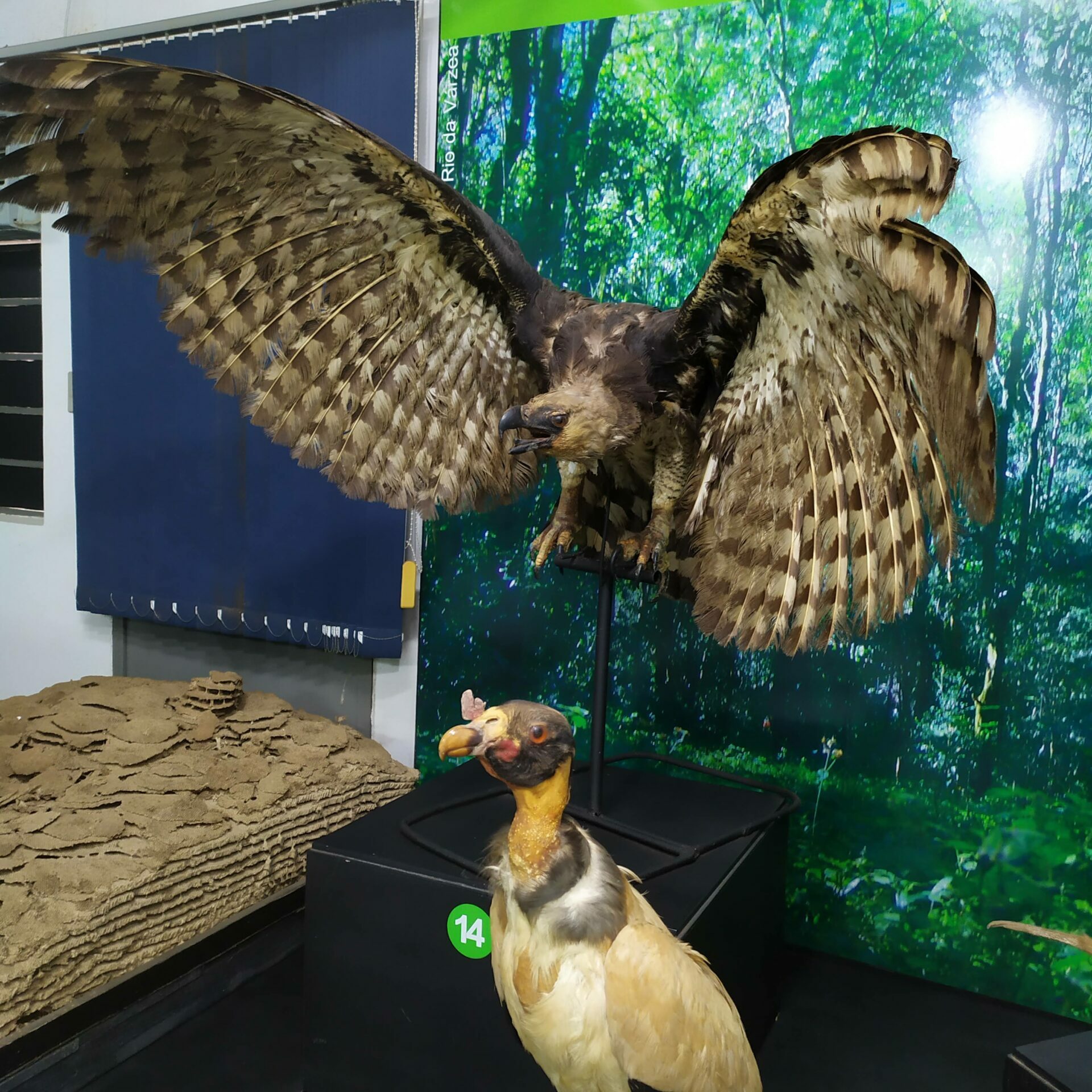 Exposição de longa duração denominada "Carazinho e seus ecossistemas", exposta no Museu Olívio Otto de Carazinho/Rs, Brasil.